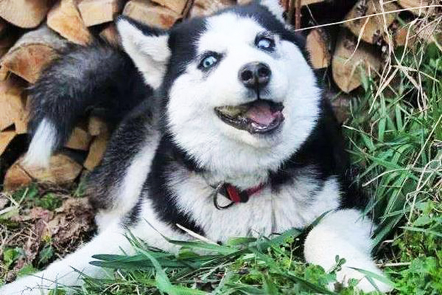 具有最“神经质”的10钟狗，没有想到的是，智商第一又上榜了