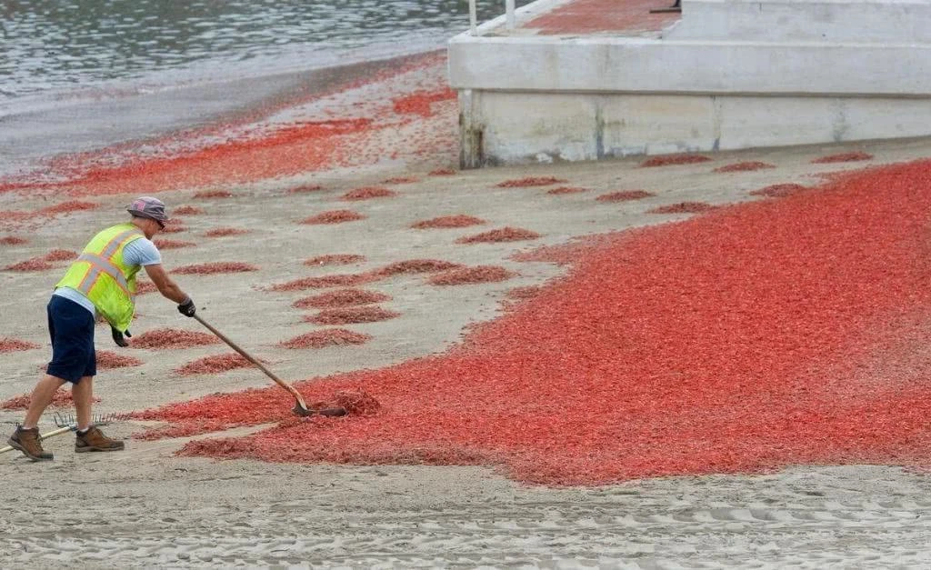 「小龙虾」美国沙滩上“小龙虾”泛滥，中国吃货看后，这是假的小龙虾！