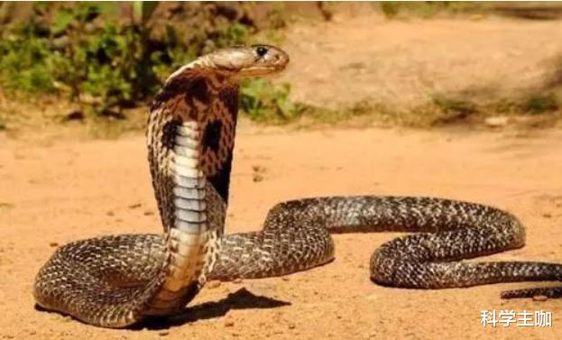 毒蛇|世界上最大的毒蛇，连狮虎都不敢近身，最爱的食物是毒蛇