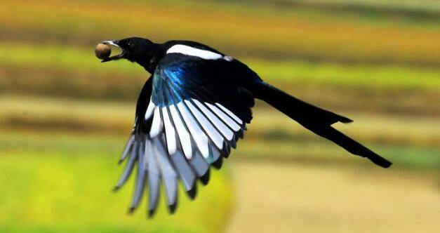 『运势』实不相瞒：10天内3大属相财运上上签，工作得心应手，富贵荣华