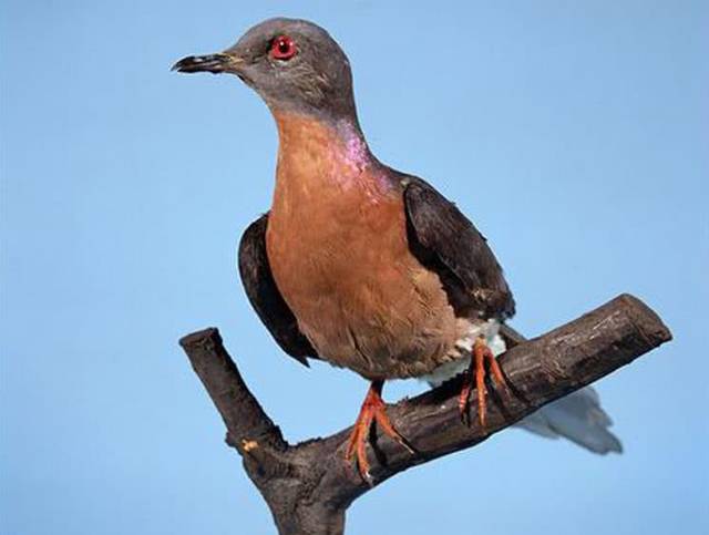 长江|全球六种动物留下的最后影像,都是已经灭绝的国宝级野生动物