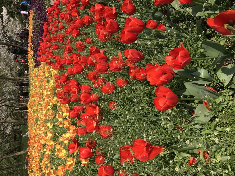 生肖：未来30天，红鸾星闪动，四大生肖有望脱单，喜获好姻缘！