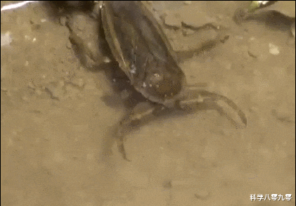 『昆虫』稻田里一种像蟑螂的虫子，可捕杀小蛇和龟鳖，被咬一口终身难忘