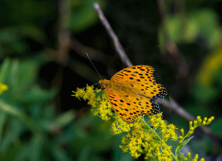 生肖▲十二生肖：这五大吉祥生肖，下半年家有喜事，衰运不来！
