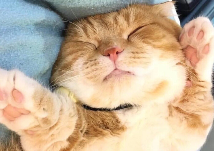 家里猫咪睡觉抽搐翻白眼是什么情况？