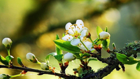 生肖▲前言：5月份，爱的如火如荼，难分难舍，事业爱情双丰收的星座