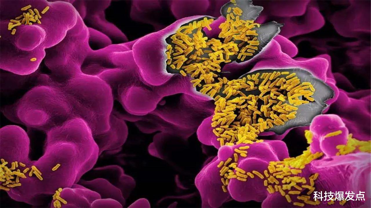 辟谷|人身体还有第2颗大脑？粪便移植有这么大作用？就像换了一个人！