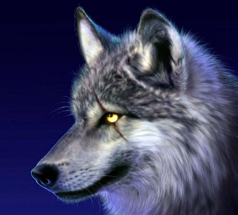 『』世界上体型最大的狼，1925年被认定灭绝，如今有人称看到活体