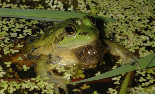 |还记得体长25厘米的巨大蝌蚪吗？长成青蛙后，如今怎么样了？