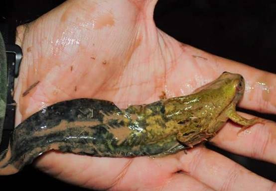 |还记得体长25厘米的巨大蝌蚪吗？长成青蛙后，如今怎么样了？