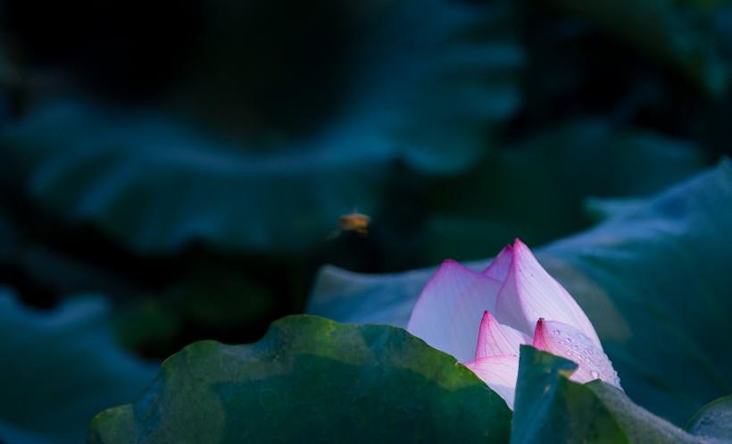 |11月,你心里的那个人,也在想你,红鸾星动,遇到真爱的4大星座