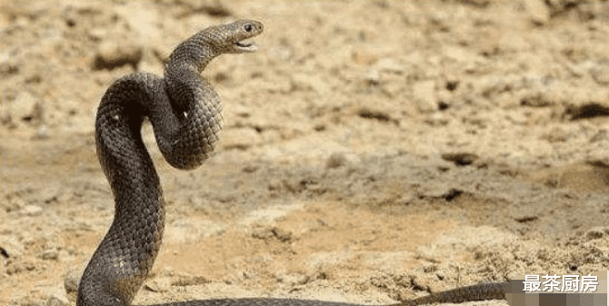 眼镜王蛇|“过山风”凭什么被称为“毒蛇克星”，只是因为它能免疫蛇毒吗？