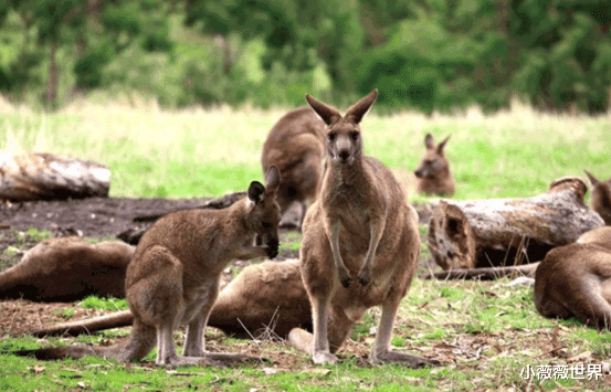 华为|在澳撤资4.9亿后，另一大国突然表态，华为5G“喜从天降”