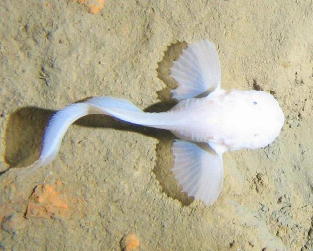 马里亚纳海沟|科学家潜入地球最深处，拍到一张特殊照片，专家：人类需要警惕了