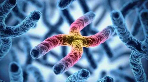 #染色体#科学家表示现代男性将会消失，可能出现“新男性”，比较女性化