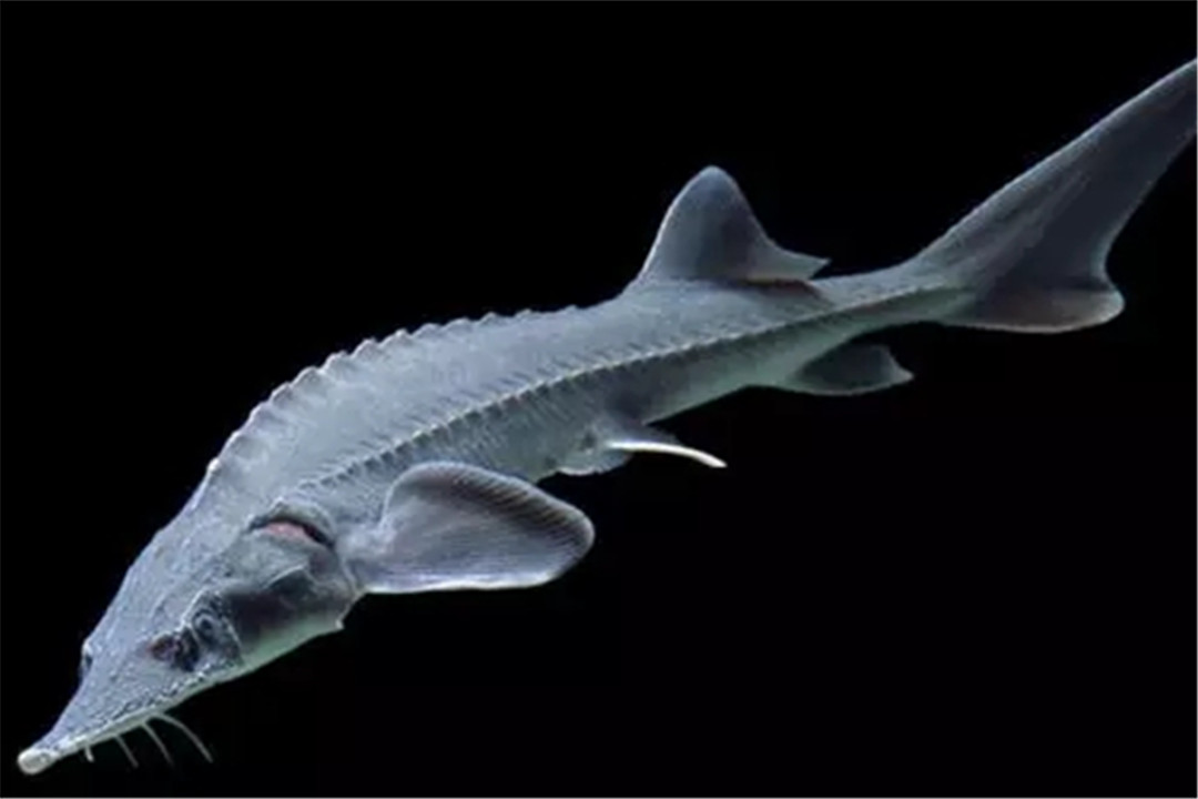 科学家|1957年俄罗斯出现巨大水怪，曾有数人目睹，如今身份确定了吗？