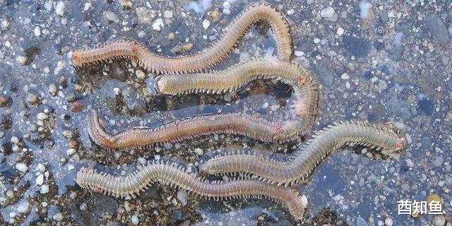 为什么有些生物成了活化石?它们不能继续进化吗?
