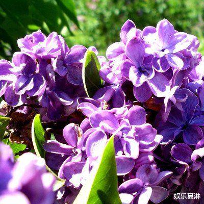 『狮子座』最不容易变老的三大生肖女，天生丽质，注定富贵一生！