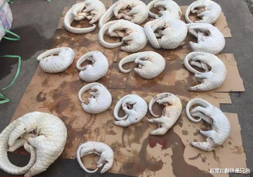 『穿山甲』穿山甲妈妈被摔打火烤，至死保护怀里的宝宝，人怎么忍心吃下它们