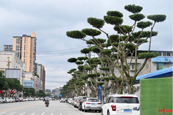 ＂原＂红星新闻|成都路边长出“盆景”！