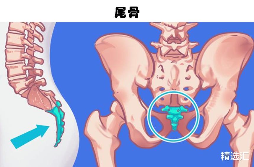 |消失的人体部位：随着人类进化，如今正在逐渐消失的10个身体部位