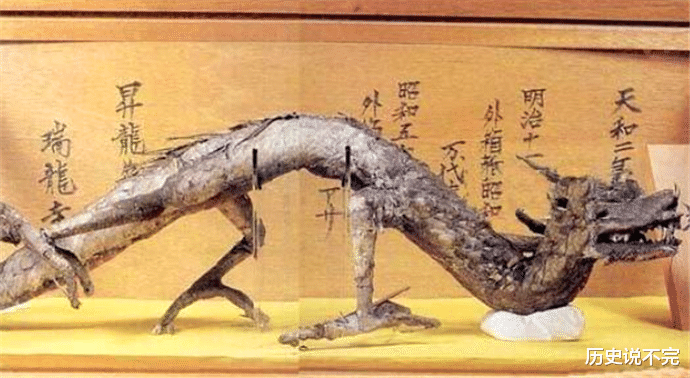 『化石』在中国发现的2条“龙”，一条超过两亿岁，一条保存在日本