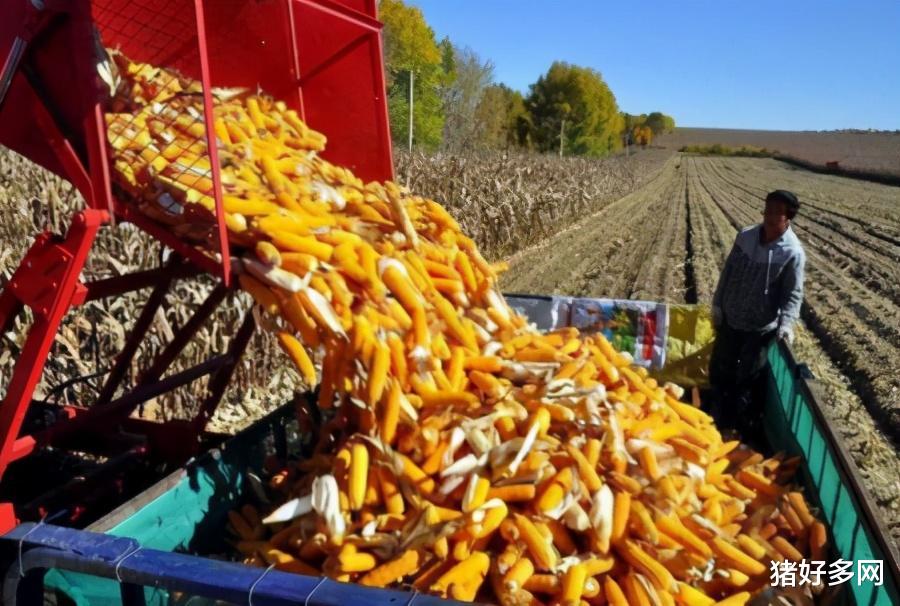 10月20日飼料原料價格，玉米豆粕漲勢強勁，仍需防范市場風險！-圖2
