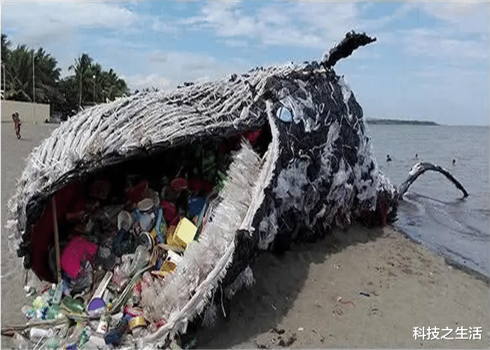 鲸鱼■鲸鱼拼命上岸,科学家解剖尸体后,真相令在场的人汗颜!