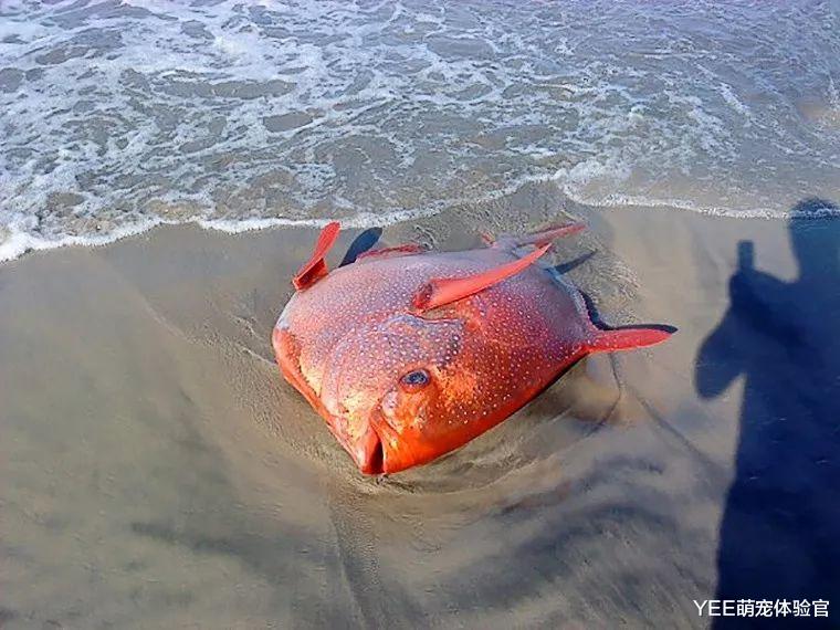 首个被证实的温血鱼，自带加热棒效果，这技能没谁了