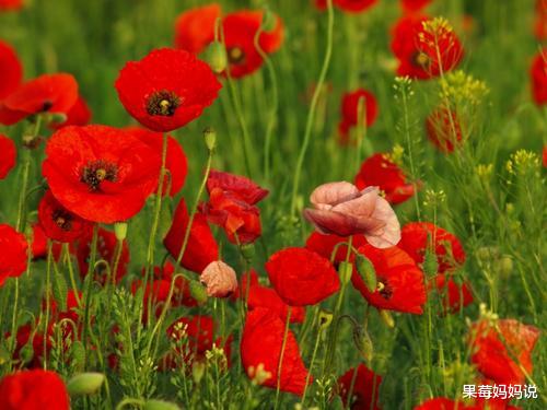 金牛座|下半年，烦恼逐渐消失，好运源源不断的四星座