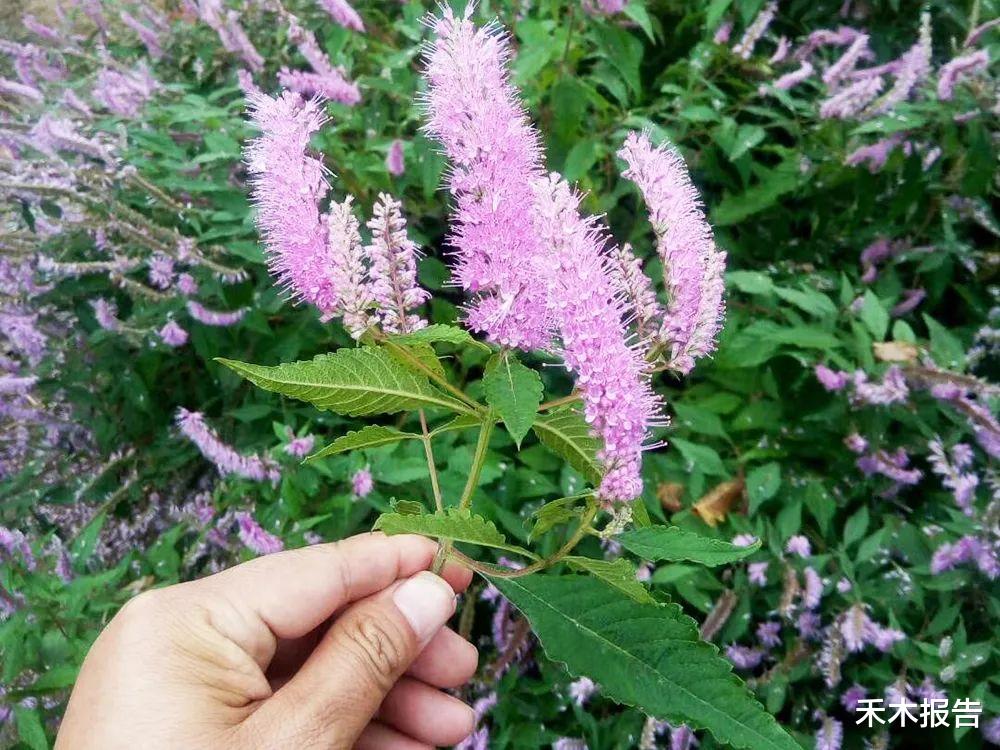 脚气|这野草能从土壤里吸收铜，煮水泡脚能除脚气，但请珍惜它，别破坏