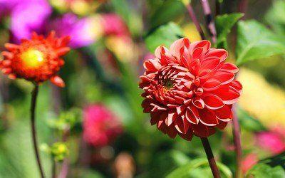 运势|8月下旬喜从天降！接喜接福3生肖财源广进兴家旺宅，运势长旺不衰