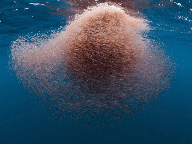 科学家|为什么史前动物长得都很巨大,而现代动物大多都缩水了?