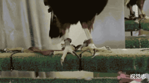 视觉志|一个被逼死的网红 。