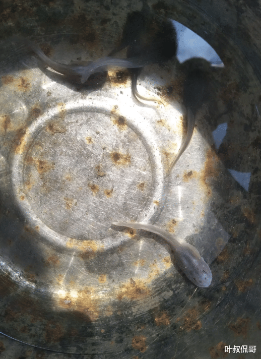 汉江|“在冰冷的水中发现这样的生物，这是啥玩意？”哈哈哈是不是在汉江钓鱼