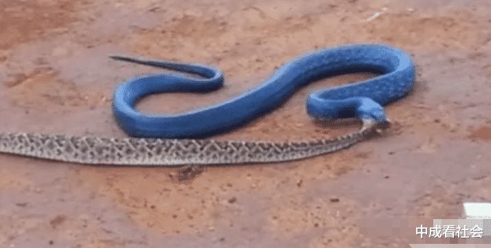 【毒蛇】专吃毒蛇的蛇类？蛇界百毒不侵，但是见过其真容的人却没几个