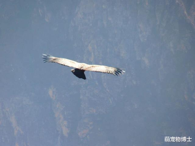 秃鹫|我要飞得更高：世界上飞得最高的10种鸟