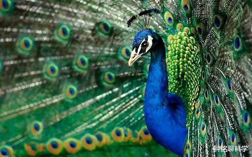 @马岛缟狸：交配时间最长的动物