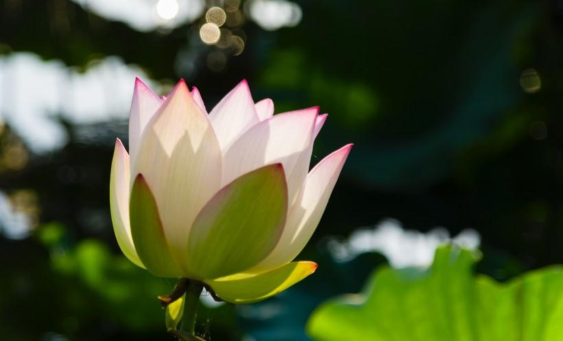 运势|8月开始,运势吉祥,财运兴旺,事事顺心,和“富贵”有缘的生肖