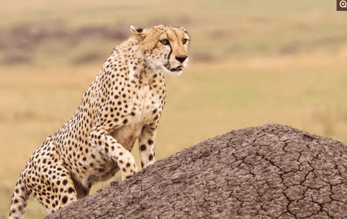 哺乳动物：全球十大陆地猛兽排名, 东北虎仅排第二, 第一太过凶猛