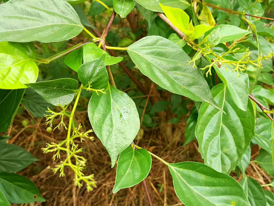 「凉粉」4种能做“凉粉”的野草,路边摘一把就能做一盆,你认识几种?