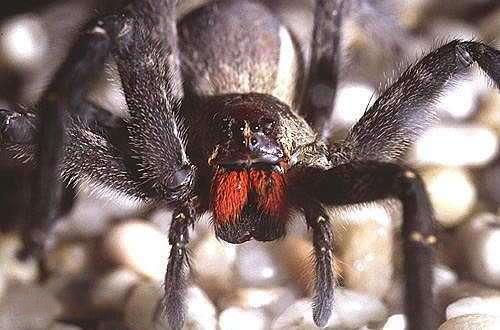 「蜘蛛」男性被咬后,会持续数小时的「生理反应」?全球最毒的蜘蛛