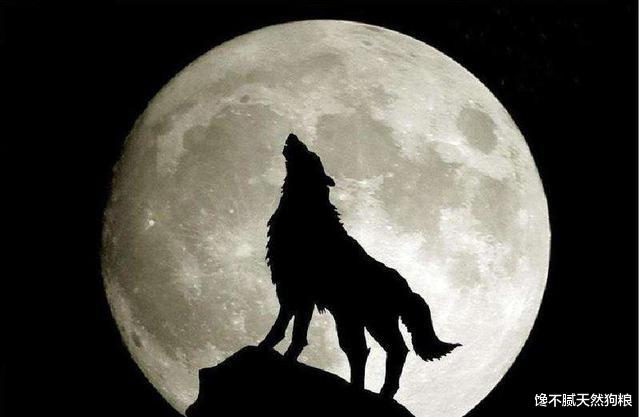 狗狗忽然学狼叫，是在告诉你这5件事，你知道吗？