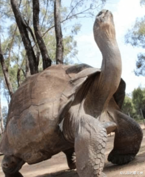 |装成野兽匿藏在动物园里的他，以动物为主食