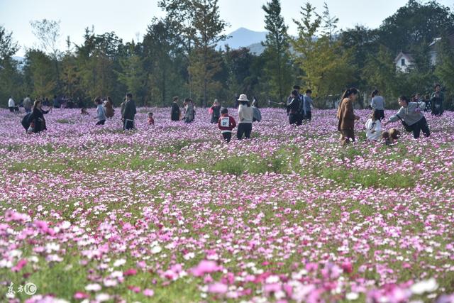 属狗■未来10天,横财大发不停,钞票垛成山,必能发家致富奔小康3生肖