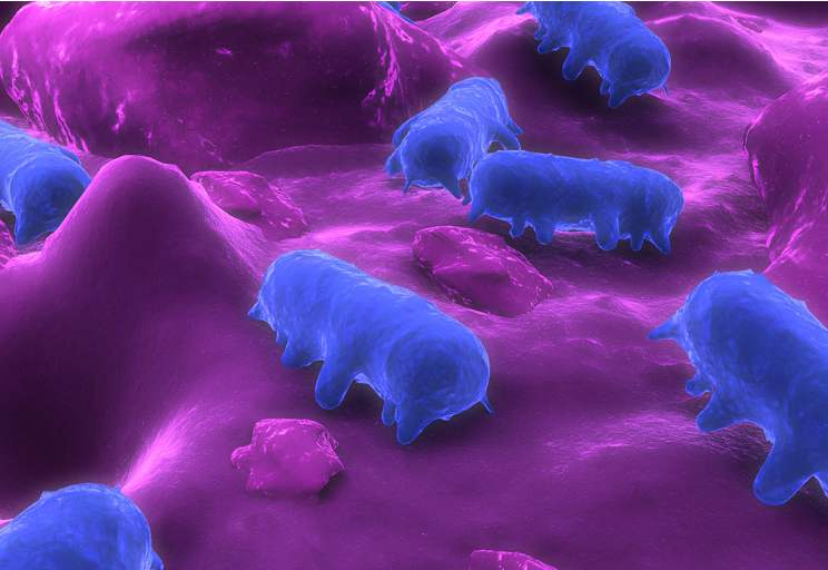 卫星|微波炉能否杀死细菌和病毒？科学研究已经证明，可能会打破认知