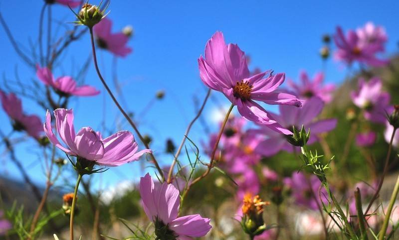 『运势』自带万人迷的气场，有几个星座女，总会吸引到优质男