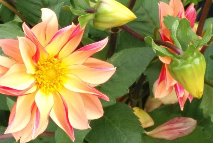 运势|10月上旬，运势大开，贵人相助，财库丰厚的生肖