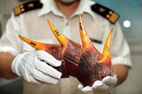 文玩|文玩圈的禁止品哪些？你有吗？大家不要碰！