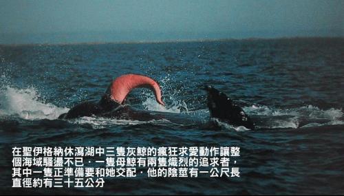 【响尾蛇】这种动物一生都在交配，雄性最终长到雌性身上，还是一道名菜